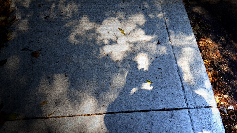 Color image, shadow of Michael Vasquez shooting the trees.